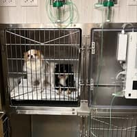 中和杜瑪動物醫院