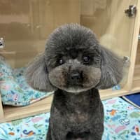 中興動物醫院-中獸醫