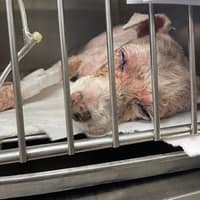 大群動物醫院