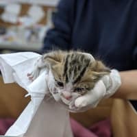 陳獸醫動物醫院