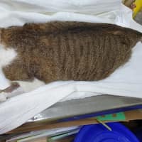 加恩動物醫院