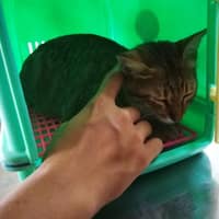 台大仁集動物醫院