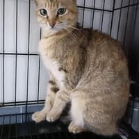 以恩動物醫院