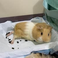 嘉樂動物醫院