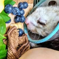大福小幸動物醫院