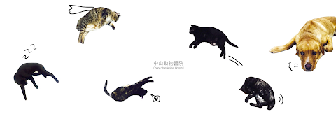 中山動物醫院