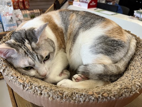 聖安動物醫院