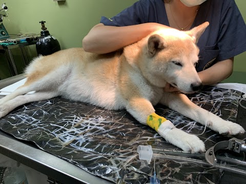 楊動物醫院