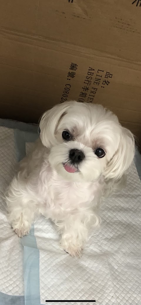 羅東動物醫院