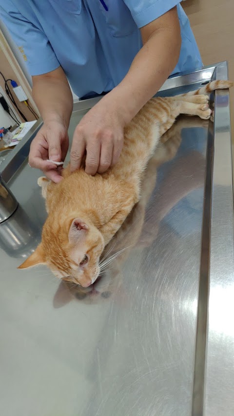 挪亞動物醫院