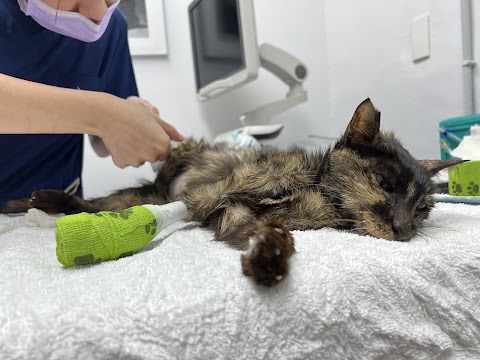 小布動物醫院