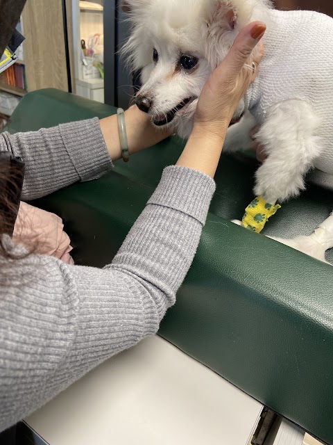 台大稚沅動物醫院