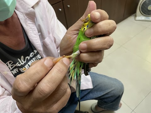 信鴿南聯動物醫院