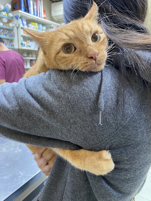 愛欣動物醫院