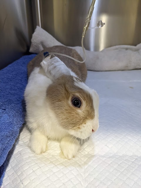 廣喬動物醫院