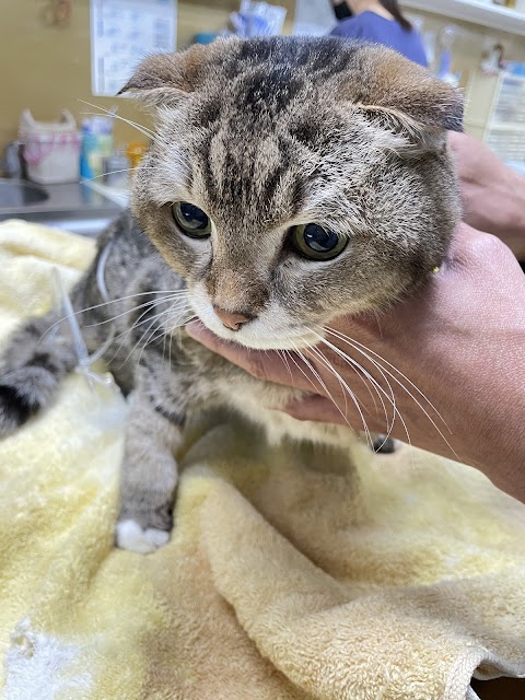 集賢愛生動物醫院