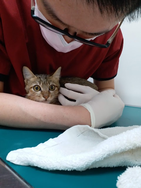 湖光動物醫院