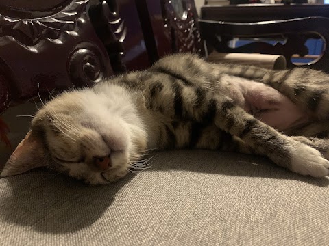 佑晟動物醫院