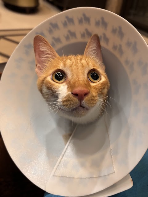 佰成動物醫院