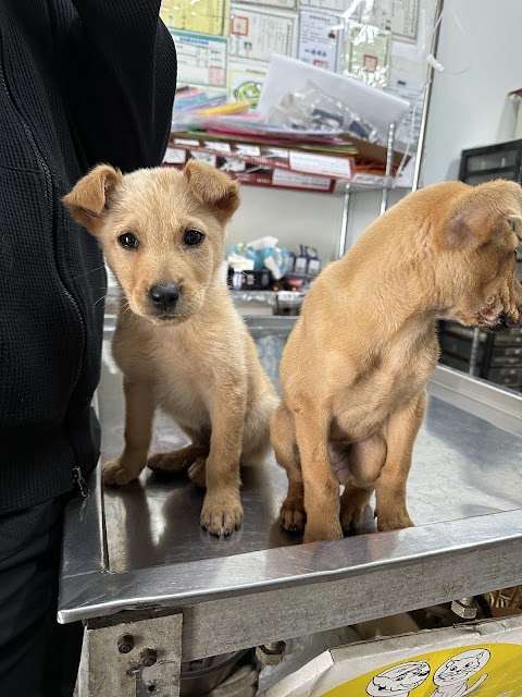 慧光動物醫院