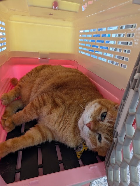 長弘動物醫院