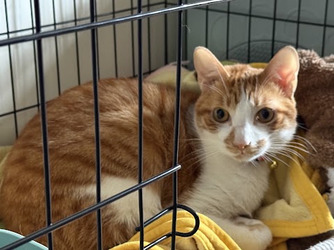 福爾摩莎動物醫院