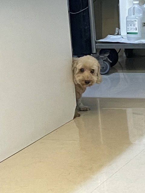 維恩動物醫院
