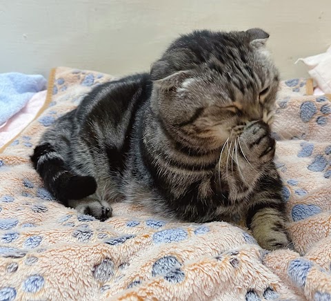 傑克動物醫院