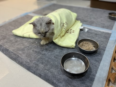 立奇動物醫院