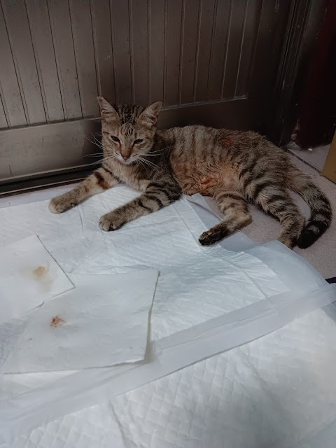 康翔動物醫院