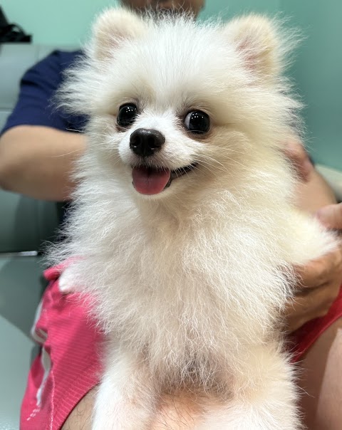 胖皮動物醫院