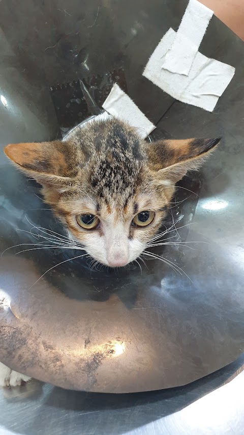 健中動物醫院