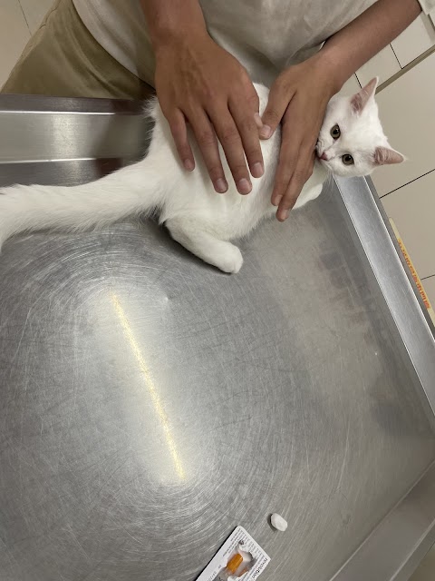 愛貓族貓醫院