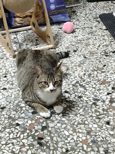 立安動物醫院