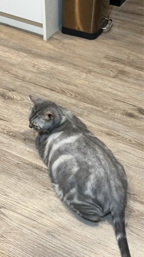 旭安動物醫院