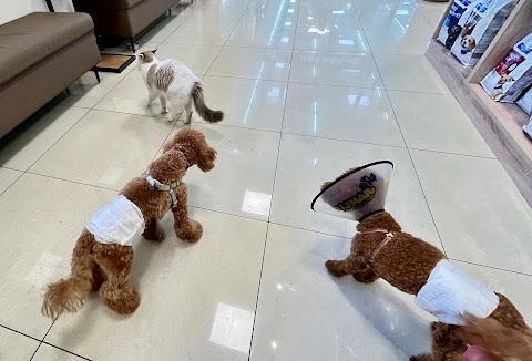 慈愛動物醫院