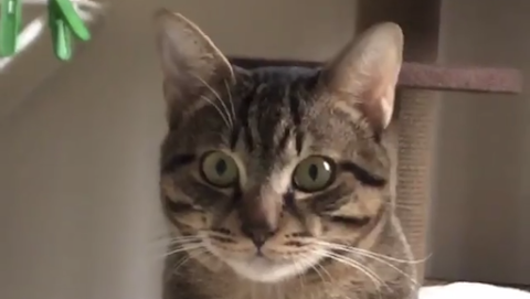 北平動物醫院