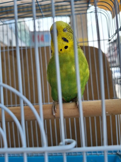 鳥醫院