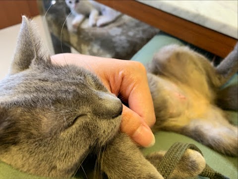 恩加動物醫院
