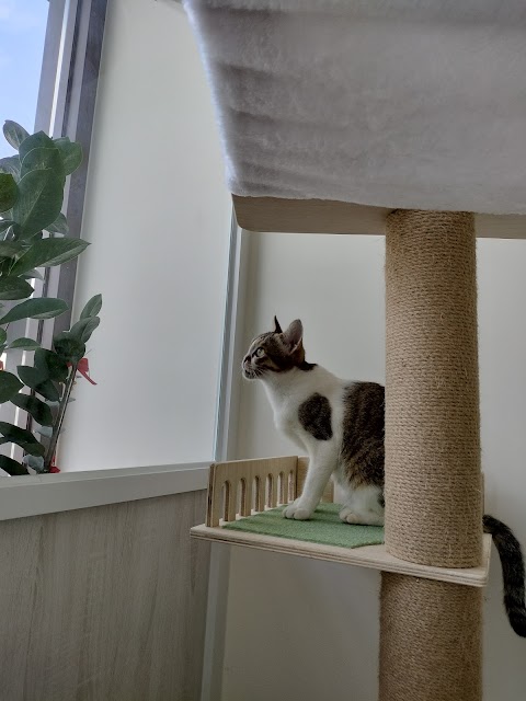 艾咪動物醫院