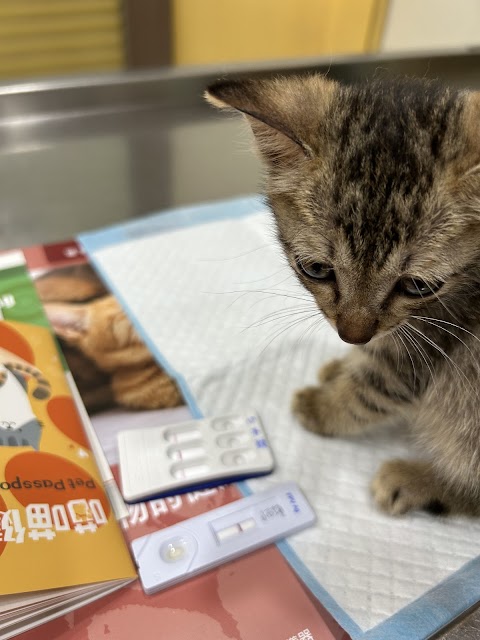 東大動物醫院