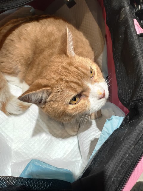 全國動物醫院
