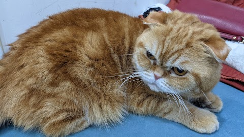 歐米咖動物醫院