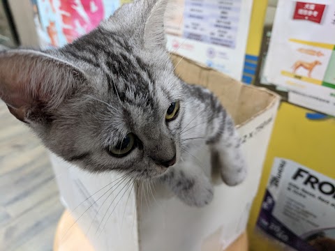 元沅動物醫院