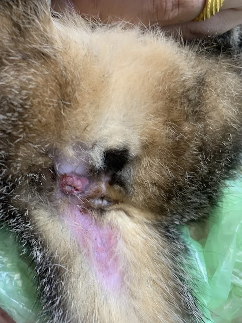 劉獸醫