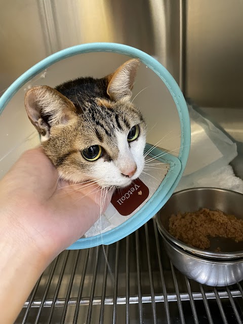 猩猩狐狸動物醫院