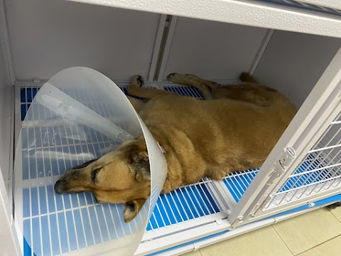 中華動物醫院