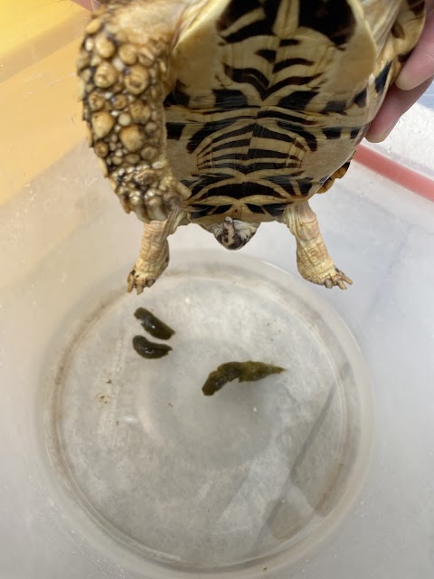 大灣動物醫院
