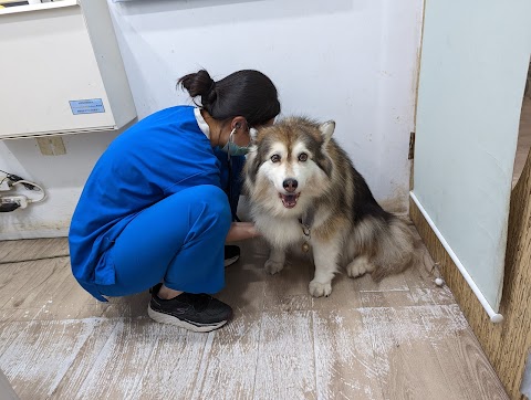 智遇動物醫院