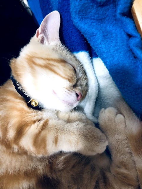 締爾動物醫院